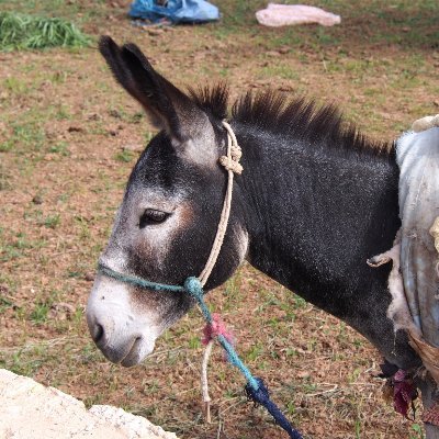 ROBAMIM1's profile picture. 情報収集用