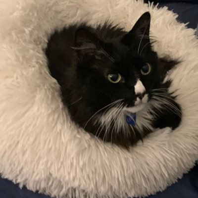 Lechatgerald's profile picture. Me Me Me. Worship me.