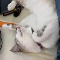Arack64 (@arack64) 's Twitter Profile