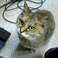 ko_chang7's profile picture. ☆1986年生まれ、38歳の男性、埼玉県人。
☆趣味(格闘技・筋トレ・動画編集・ギター)

Web制作(コーディング)の学習中。教材はデイトラ。
ディレクション・マーケはUdemyで独学中。
☆教材→『未経験からWebディレクターとして失敗せず(略　ルイス前田』
☆教材→『マーケティングの1年目の教科書(略　ルイス前田