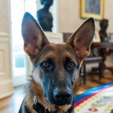 Unofficial Fan account of the First Doggos of the United States. Living the big green lawn dream at the #Whitehouse with Mom and Dad Biden. RIP Champ