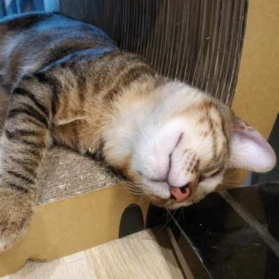 xiaoxiao_debug's profile picture. 