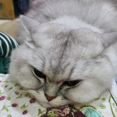 Vegetable80923's profile picture. 