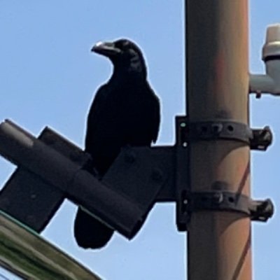 刺身こんにゃくさんのプロフィール画像