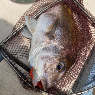 岡山周辺で釣りをされている方をメインにフォローさせて頂いてます。

岡山県玉野市をメインで釣りをしています。
マイボート(26ftシャフト船)での船釣りがメインで、稀にショアからメバリングや穴釣りもやってます。

オフショア:犬島～豊島、直島、大槌周辺
ショア:玉野市の一部