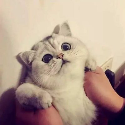 PYPIM's profile picture. 