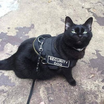 msgn9x's profile picture. Software Engineer. Off-Grid Energy Producer. Doomsday Prepper.