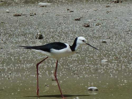 Pied Stilts in NZ - chk em out! CrazyBird! Luv wildlife, peopes, personal dev & growth - we own who we are. Luv depth hate shallow. Luv silly mo's & sunsets,