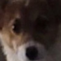 Signal (@1signalcs) 's Twitter Profile