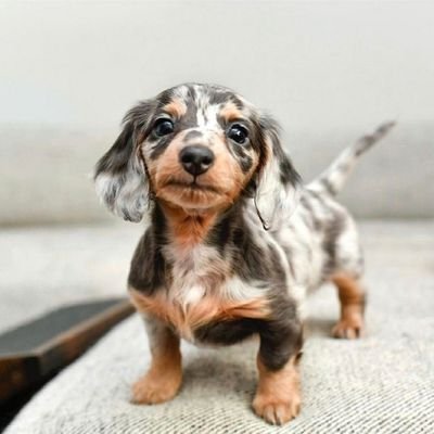 welcome to #Dachshund lovers community 🐶🐕 follow us to see  awesome Dachshund  contents