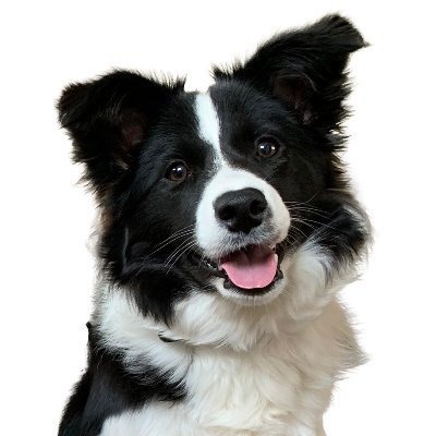 The journey of life is sweeter when traveled with a dog. —Unknown
@chibio.bsky.social
@chibio@mastodon.sdf.org