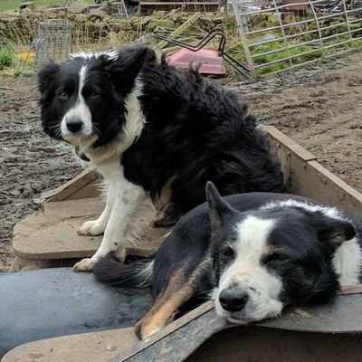 Just loyal Border Collies on Quad Bikes always ready for work - because they are the best.