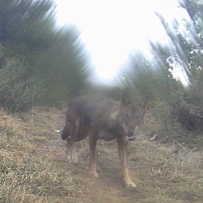 Naturalista galego, gardián da vida: Conciencia e divulgación, a miña arma maís querida. Conservación do lobo en Galiza e coexistencia coas actividades humanas.