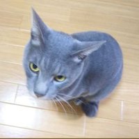 まめ (@333___mame) 's Twitter Profile