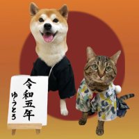 柴犬ゆうと猫のとろ(@yuandtoro) 's Twitter Profile Photo