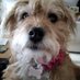 Macaroon (@barneydog14) Twitter profile photo Macaroon (@barneydog14) Twitter profile photo