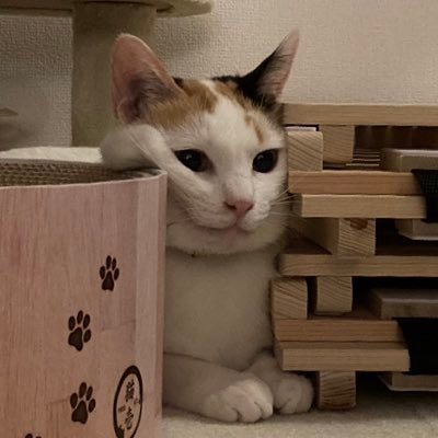 保護猫のメグちゃん。