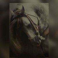مقبل على العمري (@rebal14) 's Twitter Profile