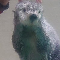むーとん (@muton_thunder) 's Twitter Profile