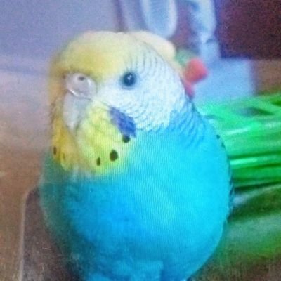 鳥🐔好き
セキセイインコ３羽飼っています。
ココ8才父親・ピコ７才息子・パピ6才娘
母親のピアは2020年、７才でお星様になりました。パピとピコは肝臓が弱い為、通院中です。ココは今年５月に脚を捻挫してしまいましたが最近はブランコに乗れるようになりました。シニアインコ３羽+シニア飼い主をよろしくお願いします😊✨