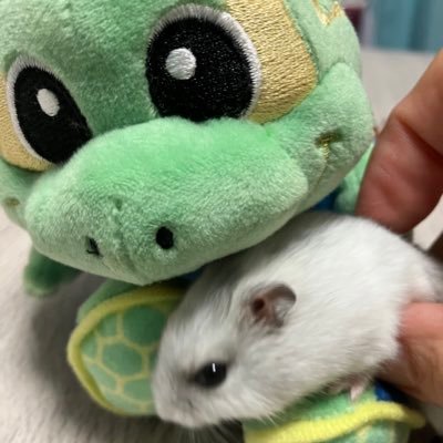 sao1203n's profile picture. トリニータが大好きなお母さんです 基本的には箱推しなのですがみんなかっこよすぎて最推しが決まりません😇 2025年  ウッツーノム推し？（去年の推しは２人とも移籍💔）自由気ままに生きてます⚽️トリニータ フットサル うまいもの 大好き💙