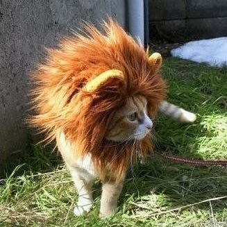 WendyMeow4's profile picture. Meow