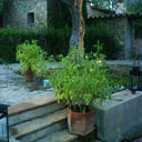 Carol HarleyDavidson - @CarolHarleyDavi - Twitter