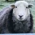 Durwood Free Range Lamb and Pork (@durwoodproduce) Twitter profile photo Durwood Free Range Lamb and Pork (@durwoodproduce) Twitter profile photo