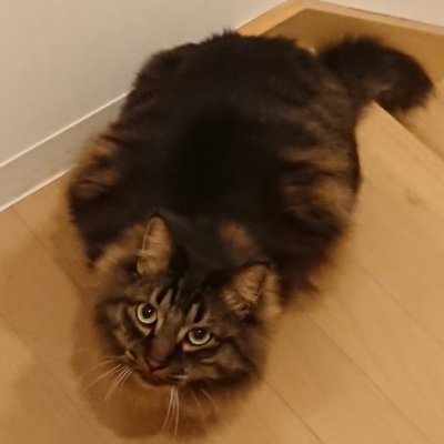 EKO Profile