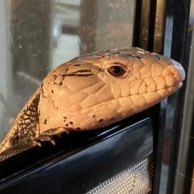 コンビーフさんのプロフィール画像