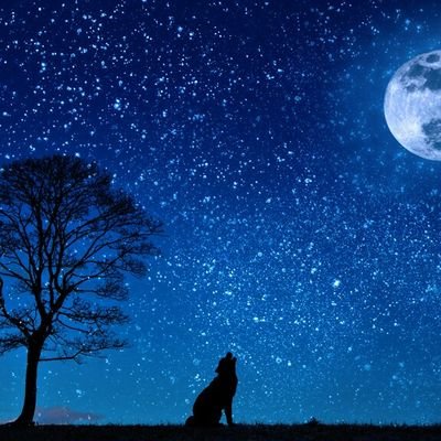高一(16)｜女子｜勉強垢｜フォロバ100｜ツイートはたまにしかしません♡̷̷̷⋆｡˚｜仲良くして下さい!!