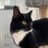 StevieEvilCat's profile image
