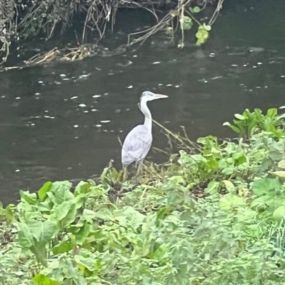 seamusgalligan1's profile picture. Society is gone to the dogs!