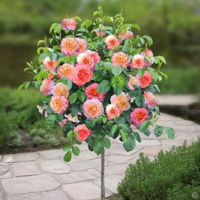 TruThuoc's profile picture. 