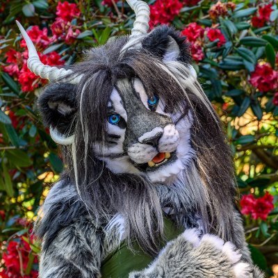 Smilodon lion; Fursuiter; loves nature, all things new and exciting, and living to the fullest. Expect fursuit and nature photos. 18+ only 🏳️‍⚧️ She/Her.