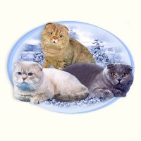 Cats club , all breed Ковчег Ангелов Бэсткэтс(@munchkinfold) 's Twitter Profile Photo