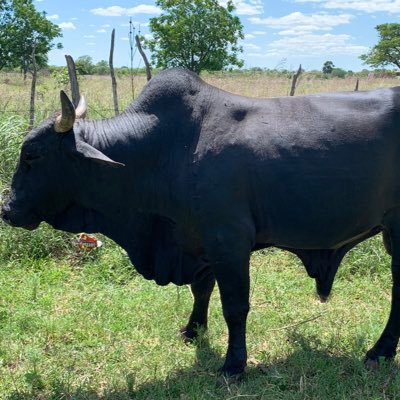 Grass-Fed, on Matabele Rangelands