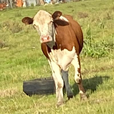 almeiddmanu's profile picture. 