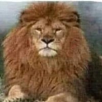 Pride of the Lion (@rebecca3roxy) 's Twitter Profile Photo