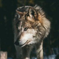 Papa Wolf🐺 (@chompysharkk) 's Twitter Profile