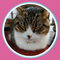 ミントチョコの猫らいふ【MintChoco's Cat Life 】 (@cats_mintchoco) 's Twitter Profile