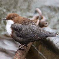 Cal Cinclus (@cal_cinclus) 's Twitter Profile Photo Cal Cinclus (@cal_cinclus) 's Twitter Profile Photo