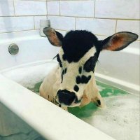 Cow Bubbles 💪🇺🇦🌻🐄🌻🇺🇦💪(@BubblesCow) 's Twitter Profile Photo
