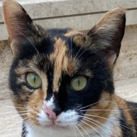 mhmt (@3renkli_kedi) 's Twitter Profile