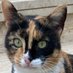 mhmt (@3renkli_kedi) Twitter profile photo mhmt (@3renkli_kedi) Twitter profile photo