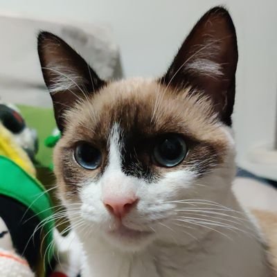 kisutogo1's profile picture. Desarrollador Web 💻 | Gamer 🎮 l Y me gusta un poquito mucho mucho Star Wars | Leer sci-fi y fantasia principalmente 📚 | Y de Hufflepuff quien lo diría 🦡