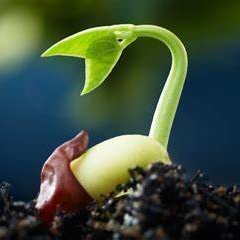 CentralSeed's profile picture. 