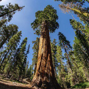 humbit707's profile picture. Building a #Bitcoin Economy in Northern Humboldt