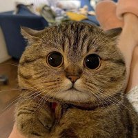 wanglily (@wanglily_lwcat) 's Twitter Profile