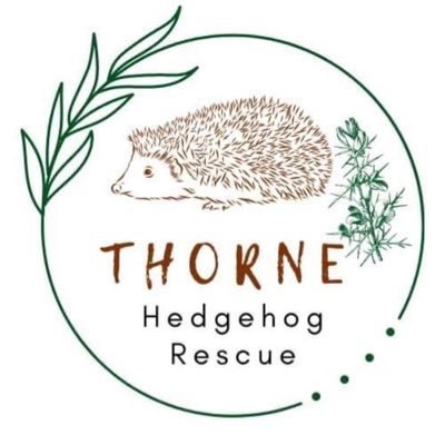 Home based hedgehog rescue 🦔 | Follow us on Insta, Facebook, tiktok @ Thorne Hedgehog Rescue 🦔 | email: thornerescue@gmail.com